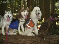 Hld4 Veteran, a male Siberian Husky for sale in Flagstaff, AZ – Photo 4 of 5