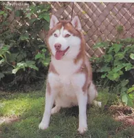 Hld4 Veteran, a male Siberian Husky for sale in Flagstaff, AZ – Photo 5 of 5