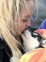 Hold 4 Derin, a male Siberian Husky for sale in Flagstaff, AZ – Photo 3 of 4