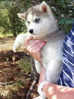Hold 4 Derin, a male Siberian Husky for sale in Flagstaff, AZ – Photo 1 of 4