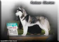Sweetheart, a female Siberian Husky for sale in Flagstaff, AZ – Photo 2 of 2