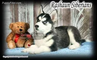 Sweetheart, a female Siberian Husky for sale in Flagstaff, AZ – Photo 1 of 2