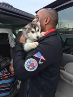 New4 Veteran, a male Siberian Husky for sale in Flagstaff, AZ – Photo 3 of 5