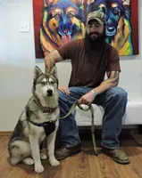 New4 Veteran, a male Siberian Husky for sale in Flagstaff, AZ – Photo 1 of 5