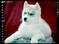 Hold4 Joseph, a female Siberian Husky for sale in Flagstaff, AZ – Photo 1 of 2