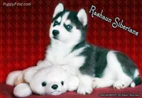AKC Quality, a male Siberian Husky for sale in Flagstaff, AZ – Photo 3 of 5
