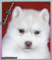 AKC Quality, a male Siberian Husky for sale in Flagstaff, AZ – Photo 4 of 5