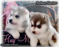 AKC Quality, a male Siberian Husky for sale in Flagstaff, AZ – Photo 1 of 5