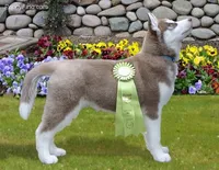 AKC Quality, a male Siberian Husky for sale in Flagstaff, AZ – Photo 5 of 5