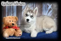 W Hilton, a female Siberian Husky for sale in Flagstaff, AZ – Photo 1 of 5