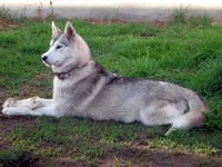 W Hilton, a female Siberian Husky for sale in Flagstaff, AZ – Photo 2 of 5