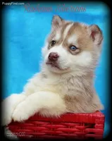 * Noah *, a male Siberian Husky for sale in Flagstaff, AZ – Photo 1 of 5