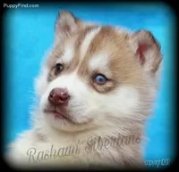 * Noah *, a male Siberian Husky for sale in Flagstaff, AZ – Photo 3 of 5