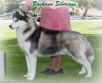 * Noah *, a male Siberian Husky for sale in Flagstaff, AZ – Photo 5 of 5