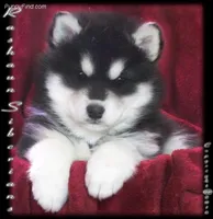 Pending, a male Siberian Husky for sale in Flagstaff, AZ – Photo 1 of 3