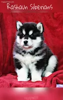 Pending, a male Siberian Husky for sale in Flagstaff, AZ – Photo 3 of 3