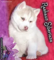 Look At Me!, a female Siberian Husky for sale in Flagstaff, AZ – Photo 3 of 5