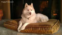 Look At Me!, a female Siberian Husky for sale in Flagstaff, AZ – Photo 1 of 5