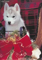 Look At Me!, a female Siberian Husky for sale in Flagstaff, AZ – Photo 4 of 5