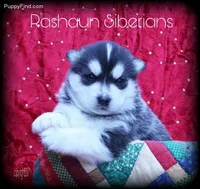 Hold 4 Adam, a male Siberian Husky for sale in Flagstaff, AZ – Photo 2 of 5