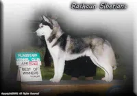 Hold 4 Adam, a male Siberian Husky for sale in Flagstaff, AZ – Photo 3 of 5