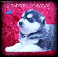 Hold 4 Adam, a male Siberian Husky for sale in Flagstaff, AZ – Photo 4 of 5