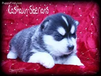 Hold 4 Adam, a male Siberian Husky for sale in Flagstaff, AZ – Photo 5 of 5