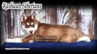 Anthony S, a male Siberian Husky for sale in Flagstaff, AZ – Photo 2 of 5