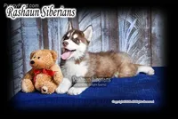 Anthony S, a male Siberian Husky for sale in Flagstaff, AZ – Photo 4 of 5