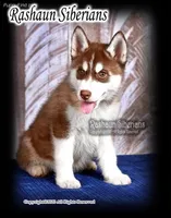 Anthony S, a male Siberian Husky for sale in Flagstaff, AZ – Photo 1 of 5