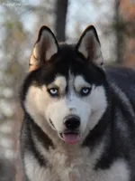 Stunning Grl, a female Siberian Husky for sale in Flagstaff, AZ – Photo 3 of 4