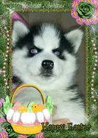 Stunning Grl, a female Siberian Husky for sale in Flagstaff, AZ – Photo 1 of 4