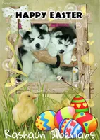 Stunning Grl, a female Siberian Husky for sale in Flagstaff, AZ – Photo 4 of 4