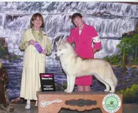 Awesome Boy, a male Siberian Husky for sale in Flagstaff, AZ – Photo 3 of 5