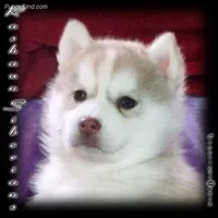 Awesome Boy, a male Siberian Husky for sale in Flagstaff, AZ – Photo 4 of 5