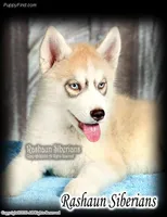 George A, a male Siberian Husky for sale in Flagstaff, AZ – Photo 1 of 5