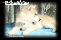 George A, a male Siberian Husky for sale in Flagstaff, AZ – Photo 4 of 5