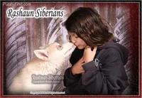 George A, a male Siberian Husky for sale in Flagstaff, AZ – Photo 5 of 5