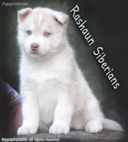 Summer Pup, a male Siberian Husky for sale in Flagstaff, AZ – Photo 2 of 5