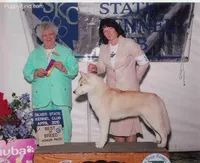 Summer Pup, a male Siberian Husky for sale in Flagstaff, AZ – Photo 4 of 5