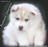 Summer Pup, a male Siberian Husky for sale in Flagstaff, AZ – Photo 5 of 5