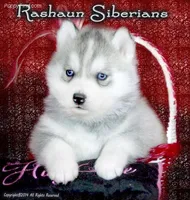 Kaila, a female Siberian Husky for sale in Flagstaff, AZ – Photo 2 of 4