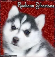 Kaila, a female Siberian Husky for sale in Flagstaff, AZ – Photo 1 of 4