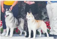 Homeofchamps, a male Siberian Husky for sale in Flagstaff, AZ – Photo 2 of 5