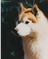 Homeofchamps, a male Siberian Husky for sale in Flagstaff, AZ – Photo 5 of 5