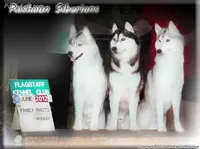 Homeofchamps, a male Siberian Husky for sale in Flagstaff, AZ – Photo 1 of 5
