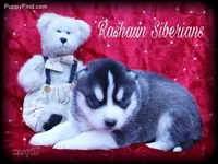 Hold 4 Adam, a male Siberian Husky for sale in Flagstaff, AZ – Photo 3 of 5
