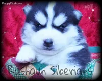 Hold 4 Adam, a male Siberian Husky for sale in Flagstaff, AZ – Photo 1 of 5