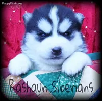 Hold 4 Adam, a male Siberian Husky for sale in Flagstaff, AZ – Photo 4 of 5