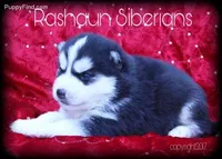 Hold 4 Adam, a male Siberian Husky for sale in Flagstaff, AZ – Photo 5 of 5